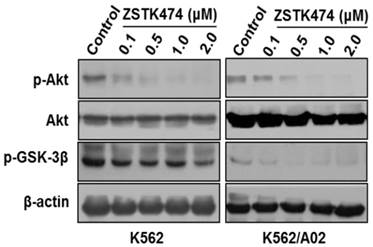 Int J Biol Sci Image