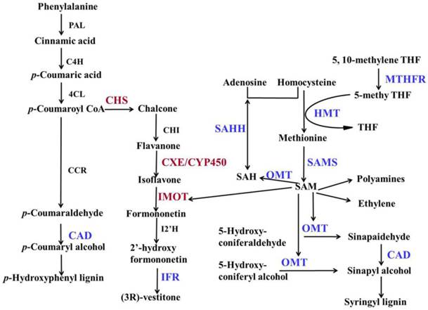 Int J Biol Sci Image