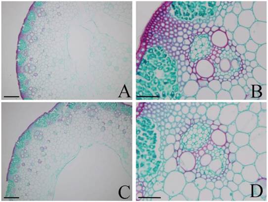 Int J Biol Sci Image