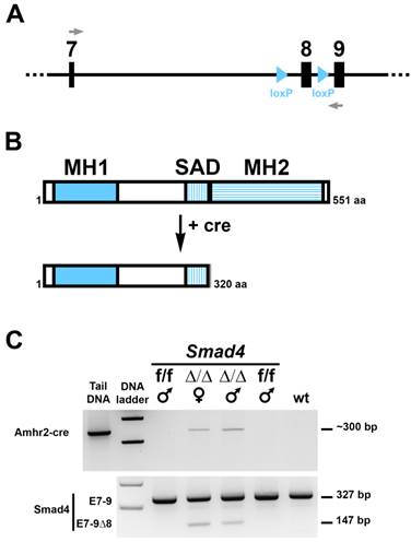 Int J Biol Sci Image