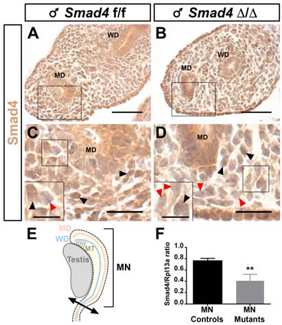 Int J Biol Sci Image