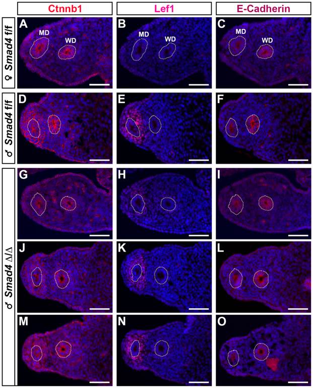 Int J Biol Sci Image