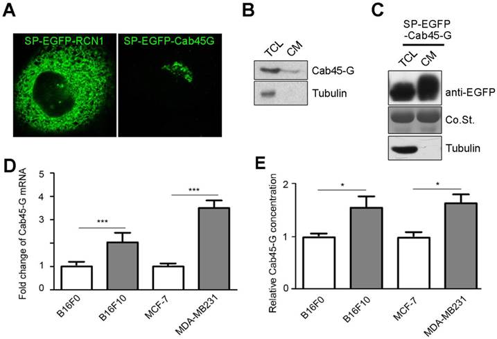 Int J Biol Sci Image