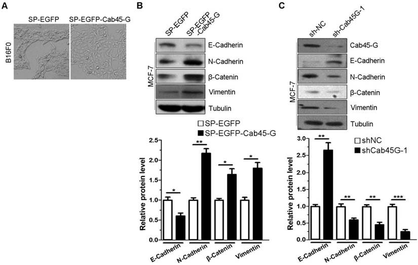 Int J Biol Sci Image