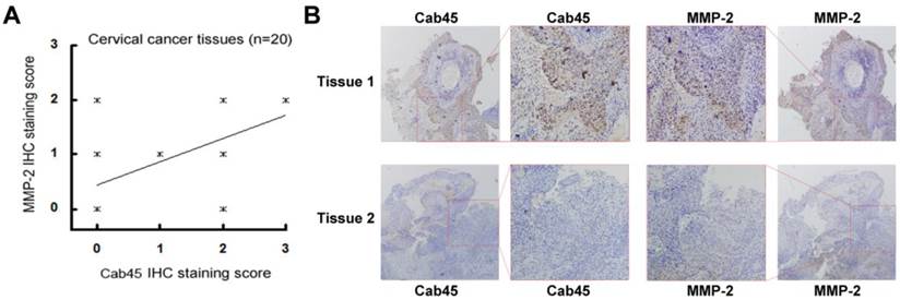 Int J Biol Sci Image