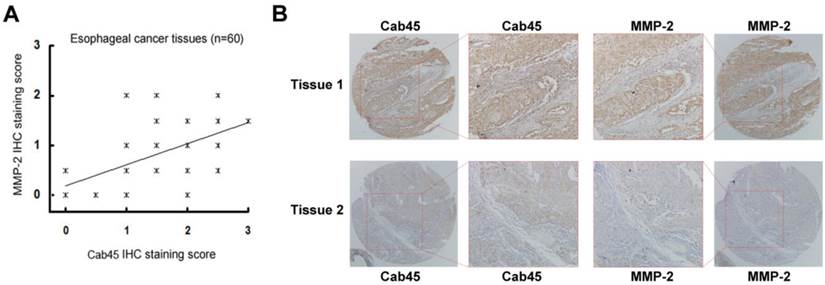 Int J Biol Sci Image