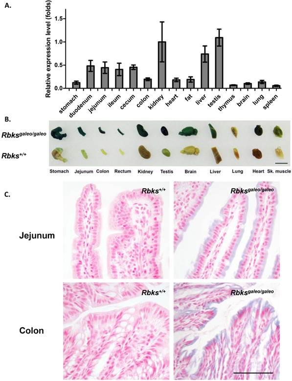 Int J Biol Sci Image