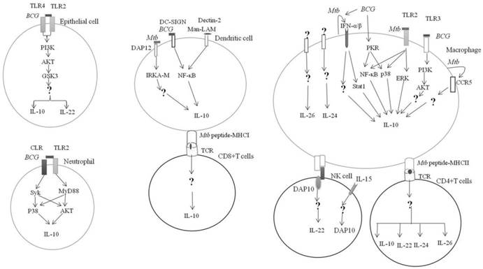 Int J Biol Sci Image