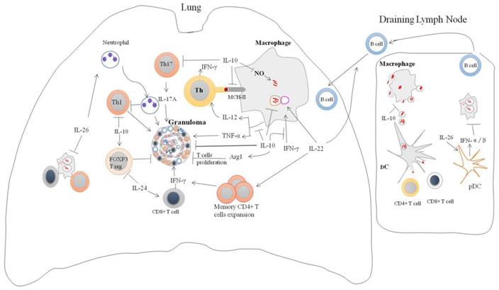 Int J Biol Sci Image