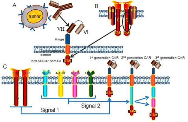 Int J Biol Sci Image