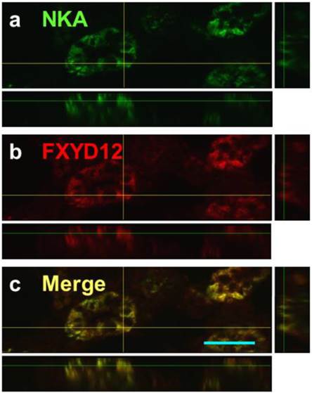 Int J Biol Sci Image