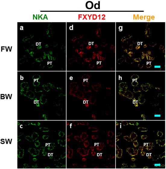 Int J Biol Sci Image