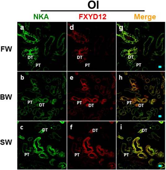 Int J Biol Sci Image