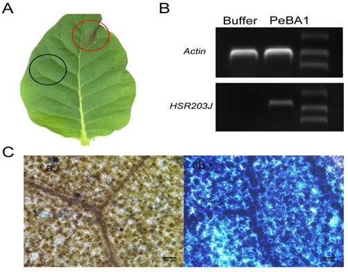 Int J Biol Sci Image