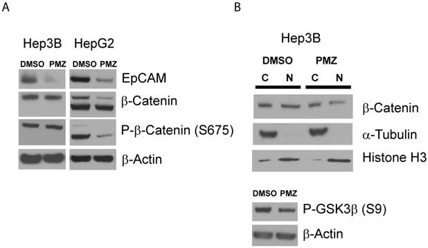 Int J Biol Sci Image