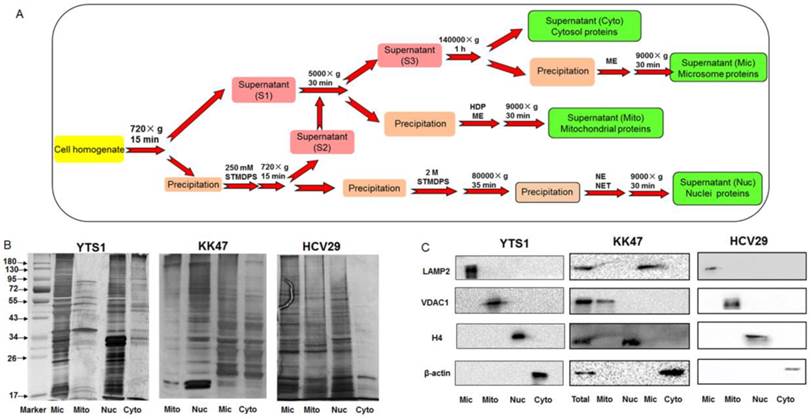 Int J Biol Sci Image