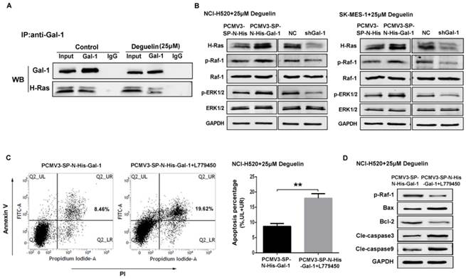 Int J Biol Sci Image