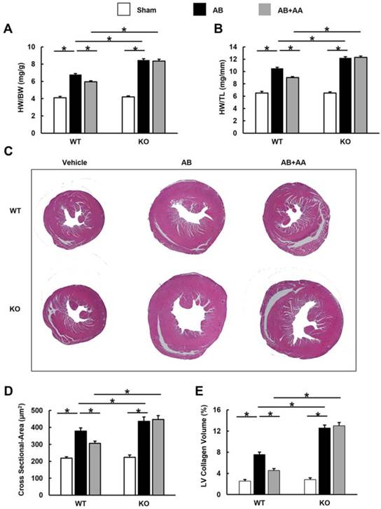 Int J Biol Sci Image