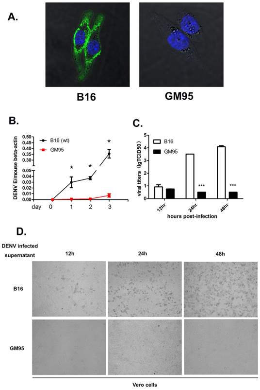 Int J Biol Sci Image