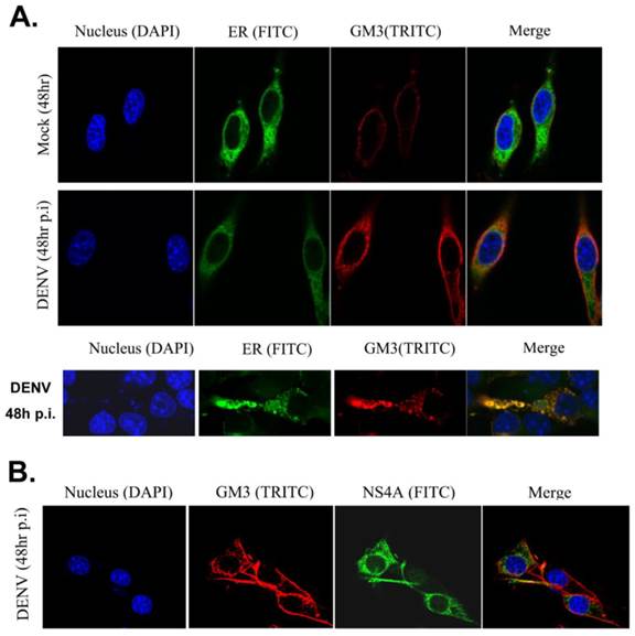 Int J Biol Sci Image