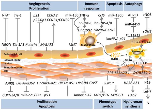 Int J Biol Sci Image