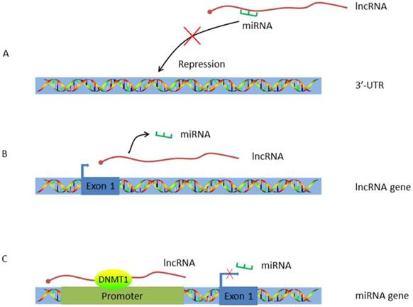 Int J Biol Sci Image