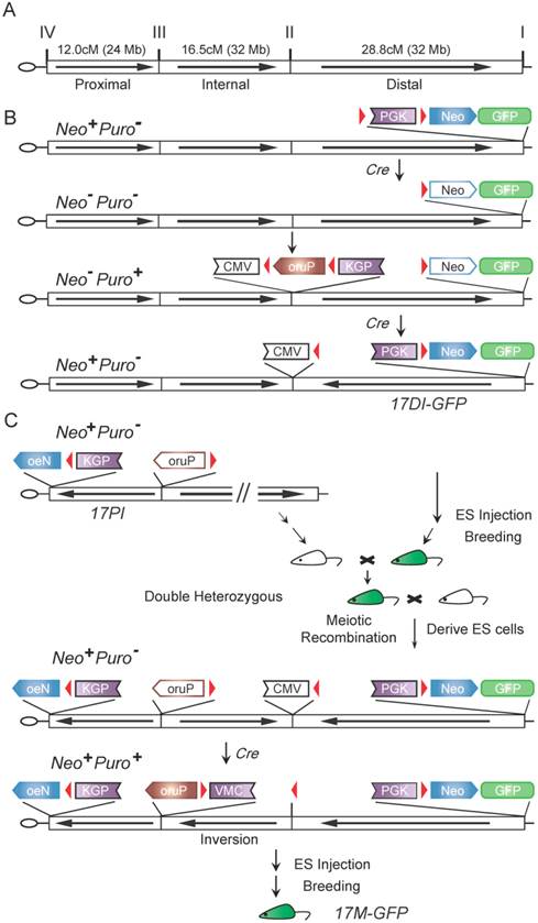 Int J Biol Sci Image