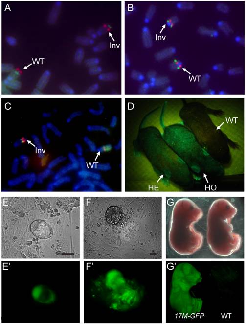 Int J Biol Sci Image