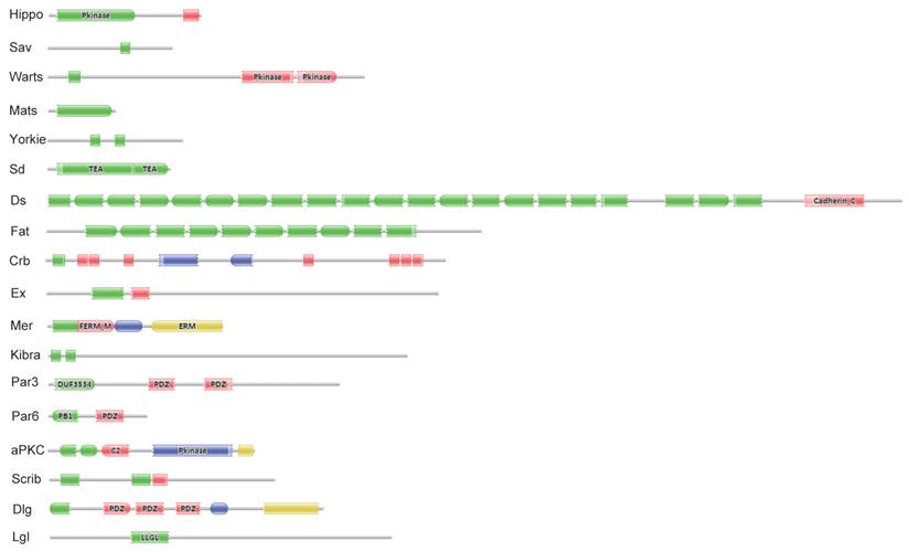 Int J Biol Sci Image