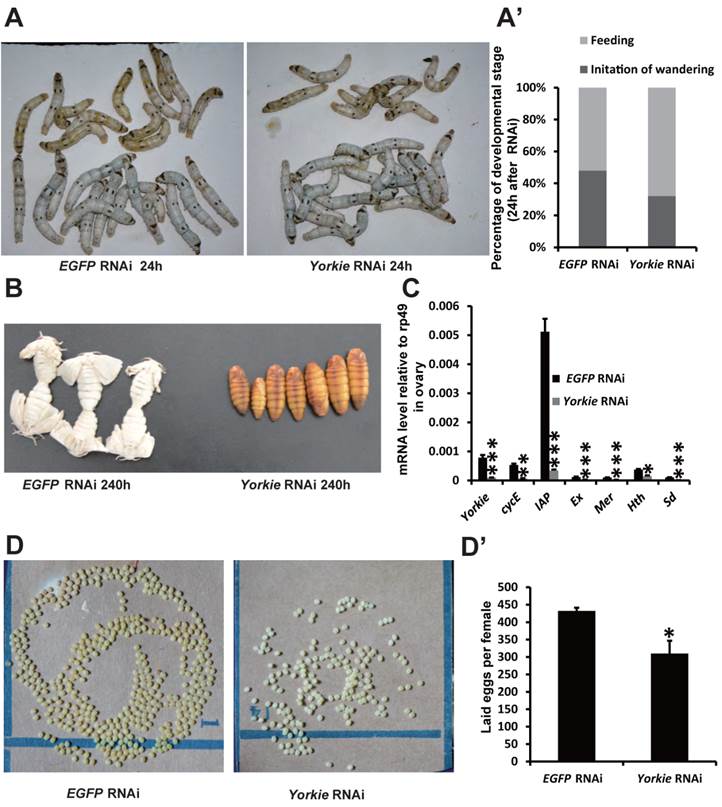 Int J Biol Sci Image