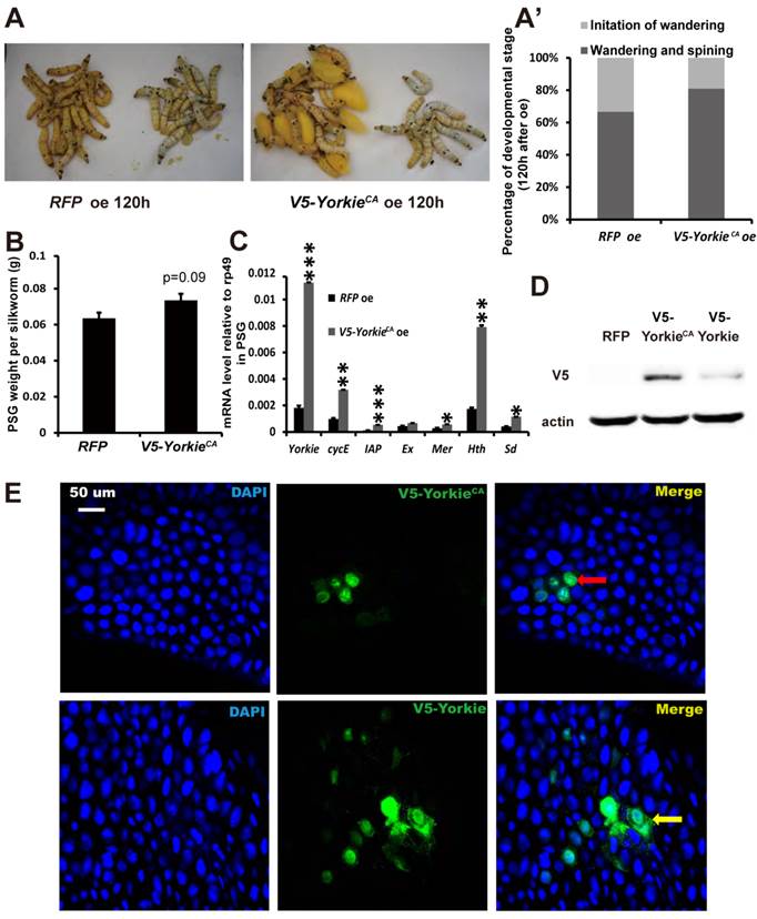 Int J Biol Sci Image