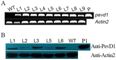 Int J Biol Sci Image