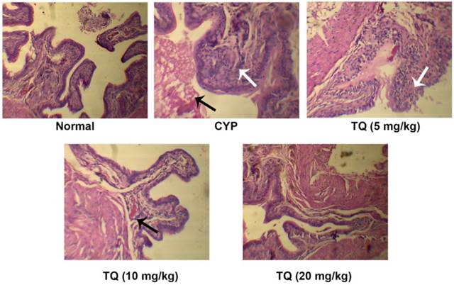 Int J Biol Sci Image