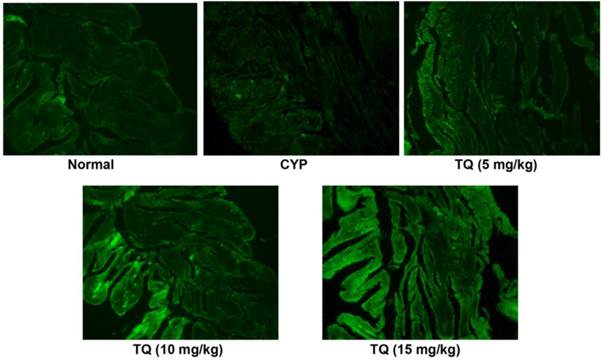 Int J Biol Sci Image