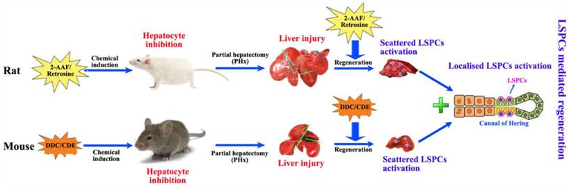 Int J Biol Sci Image