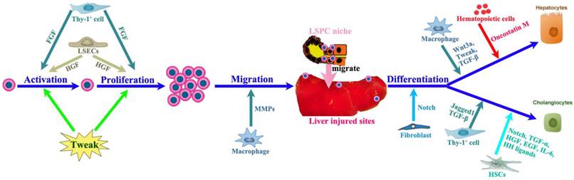 Int J Biol Sci Image