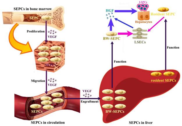 Int J Biol Sci Image