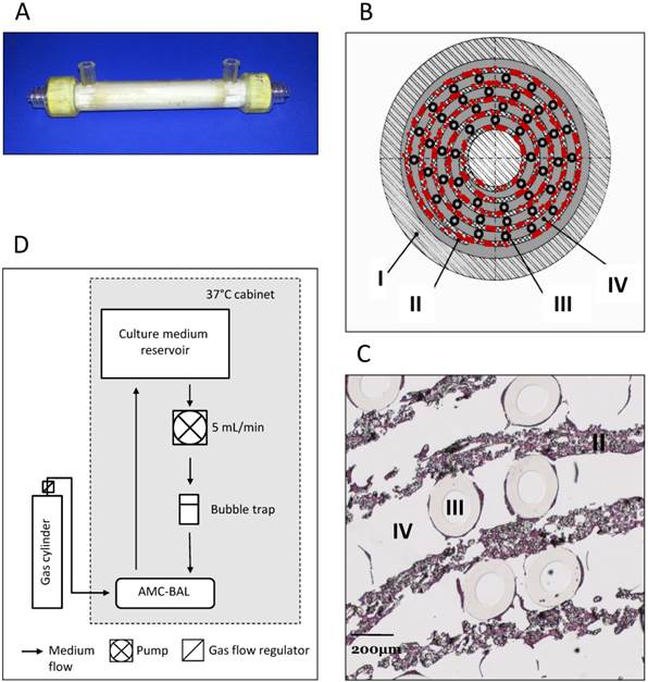 Int J Biol Sci Image