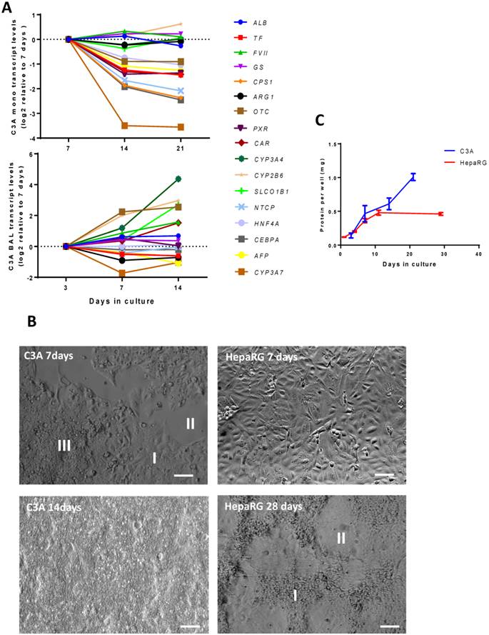 Int J Biol Sci Image