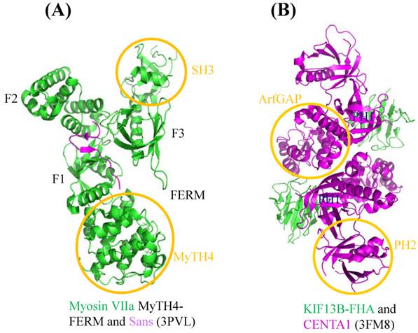 Int J Biol Sci Image