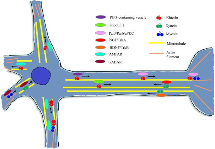 Int J Biol Sci Image