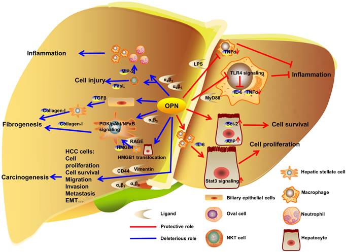 Int J Biol Sci Image