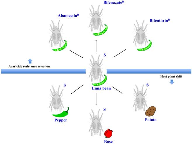 Int J Biol Sci Image