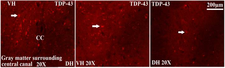 Int J Biol Sci Image