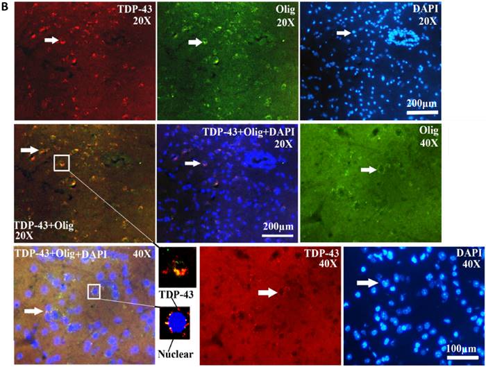 Int J Biol Sci Image