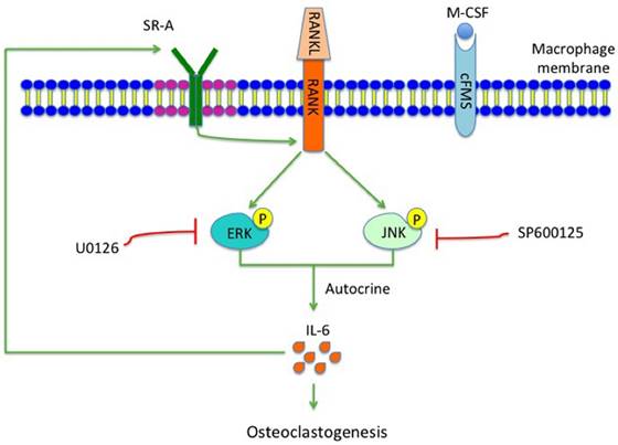 Int J Biol Sci Image