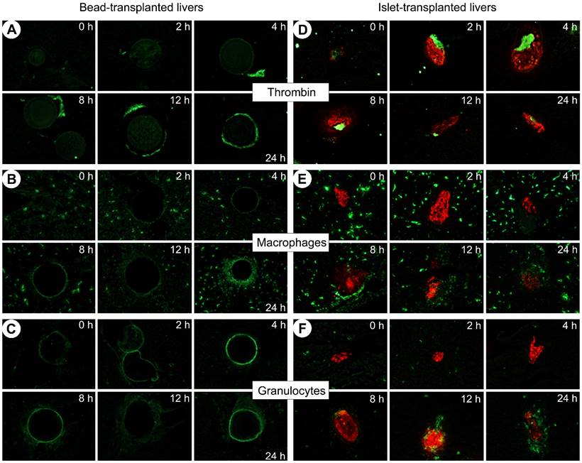 Int J Biol Sci Image