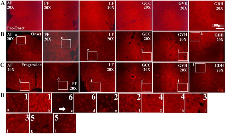 Int J Biol Sci Image