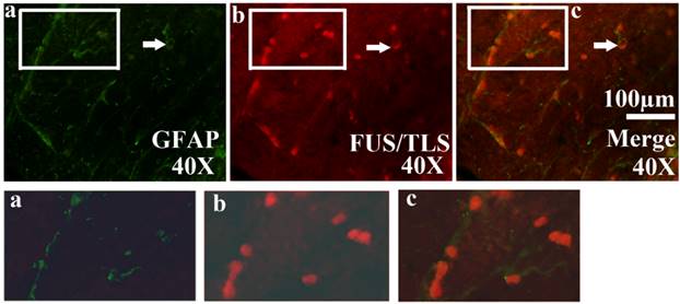 Int J Biol Sci Image