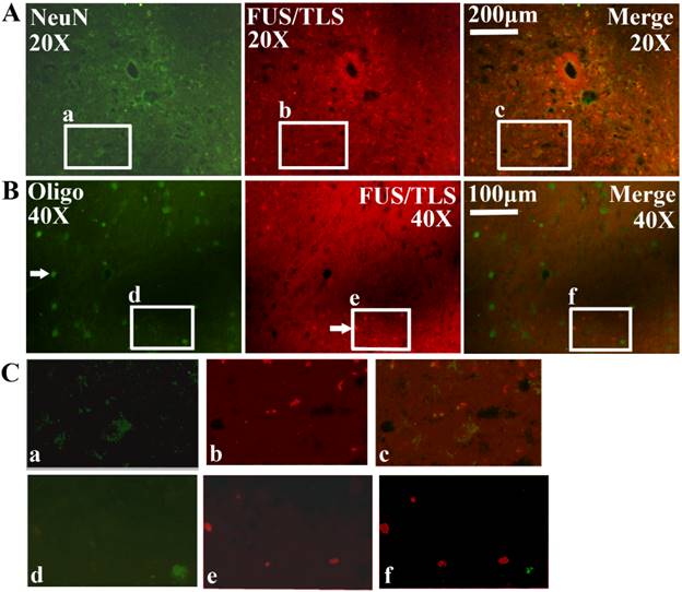 Int J Biol Sci Image